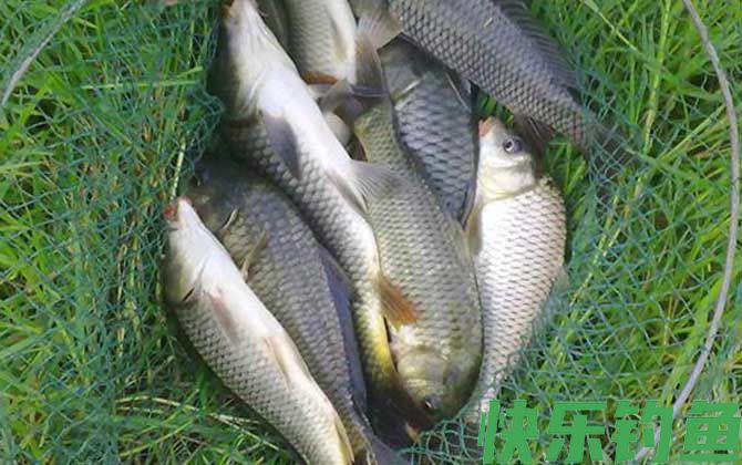 春天怎样钓鲤鱼上钩快？