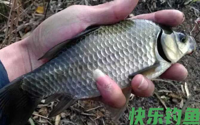 冬天可以野钓鲫鱼吗？