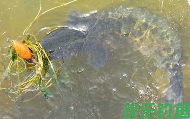 手竿怎么钓黑鱼最有效？