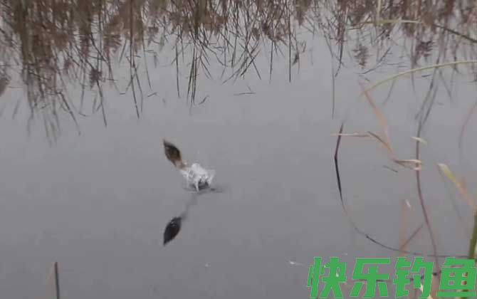 早春钓鱼打窝要多长时间可钓？