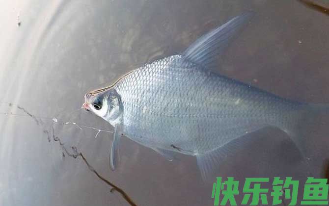 春季钓鳊鱼什么时候最好钓？