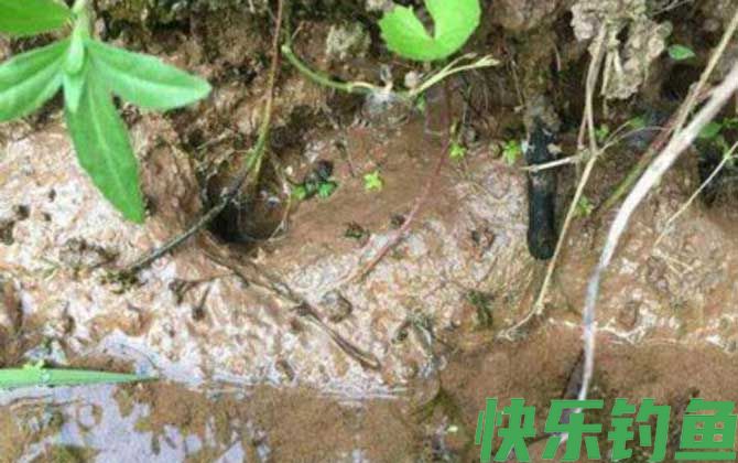 钓黄鳝的方法和技巧