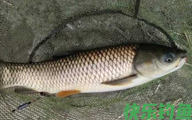 河流钓草鱼的最佳办法