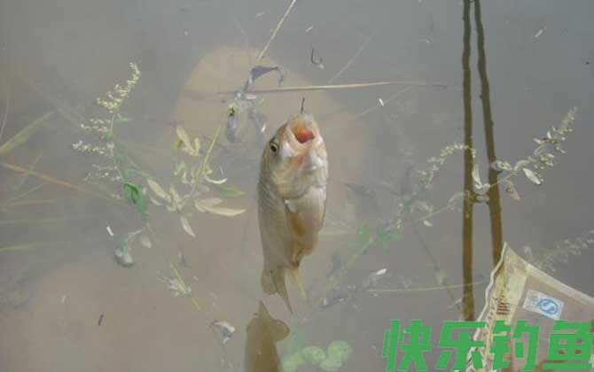 野钓鲫鱼技巧及注意事项