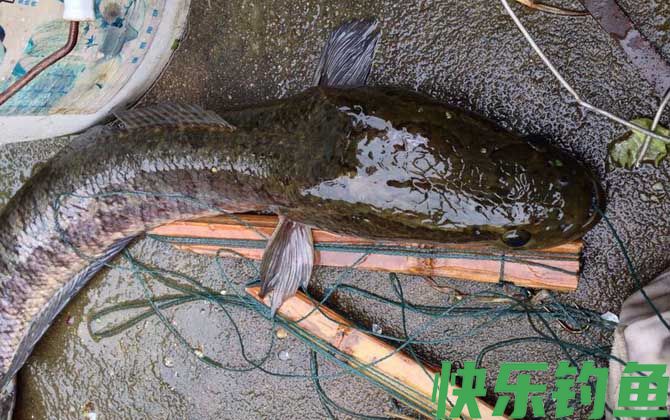 钓黑鱼最简单的方法
