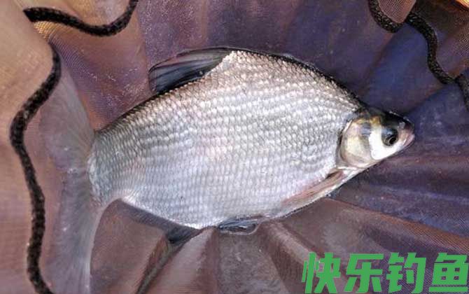 钓草鱼鳊鱼怎么调漂？