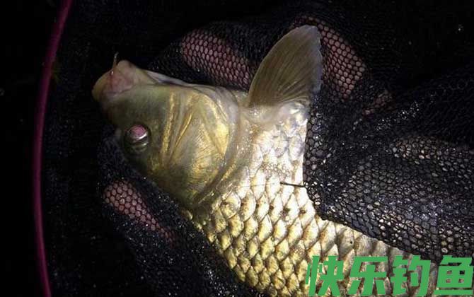 用玉米钓鲤鱼怎么调漂最好？