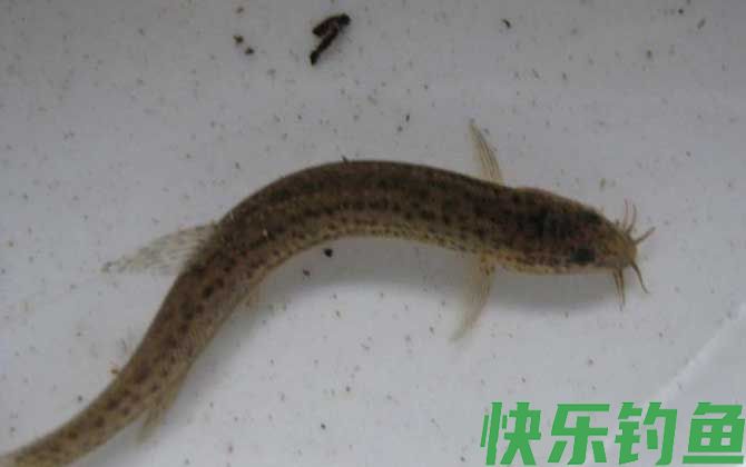 钓泥鳅是钓底还是钓浮？