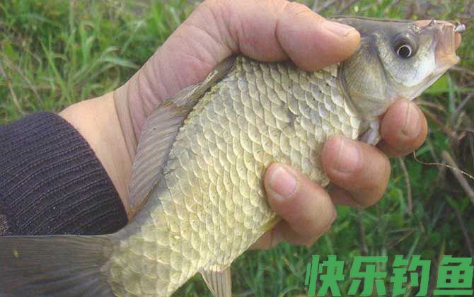 秋天野钓鲫鱼调漂的正确方法