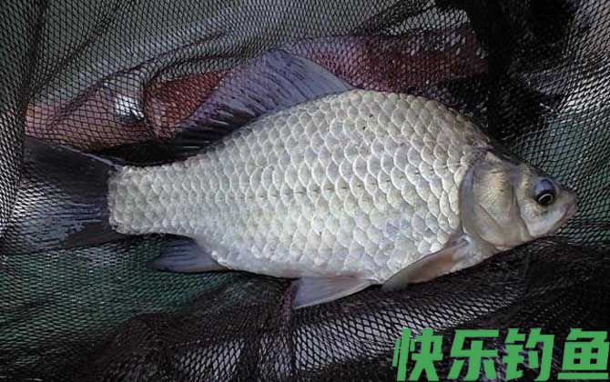 零上5度钓鲫鱼怎么钓？