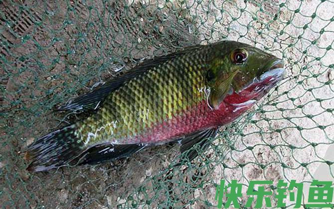 罗非鱼是钓底还是钓浮？