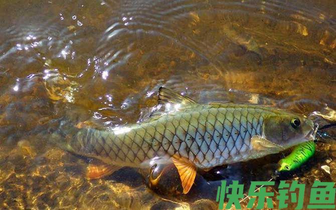 路亚怎么钓军鱼上鱼快？