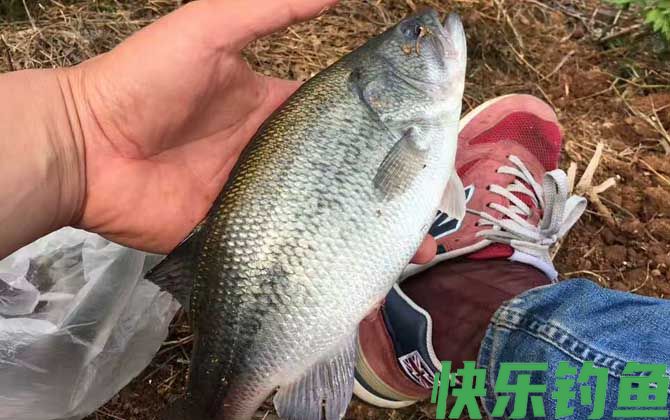 钓鲈鱼的方法和技巧