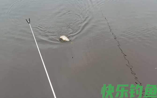 钓鲤鱼最佳水深是多少？
