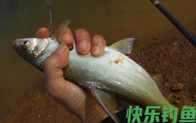 野钓鳊鱼钓底还是钓浮？