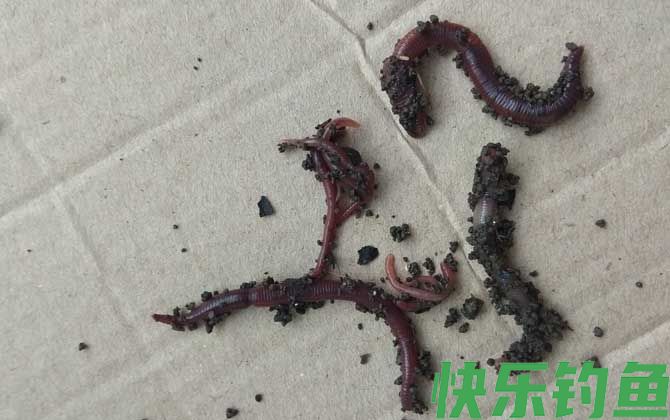 蚯蚓诱鱼的范围及钓法