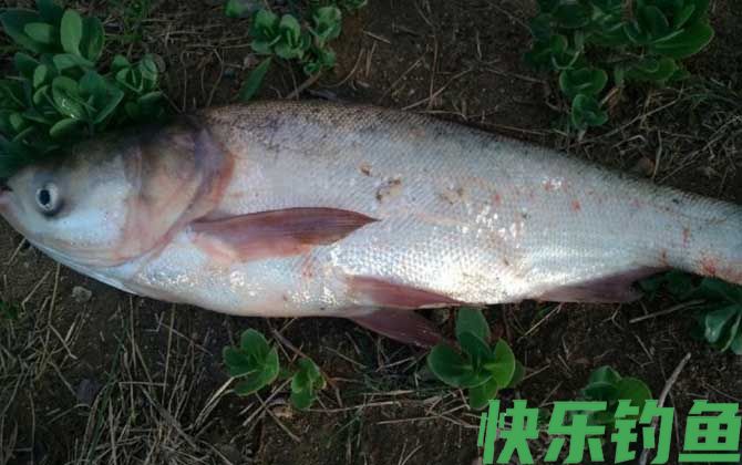 鲢鱼的钓法及注意事项