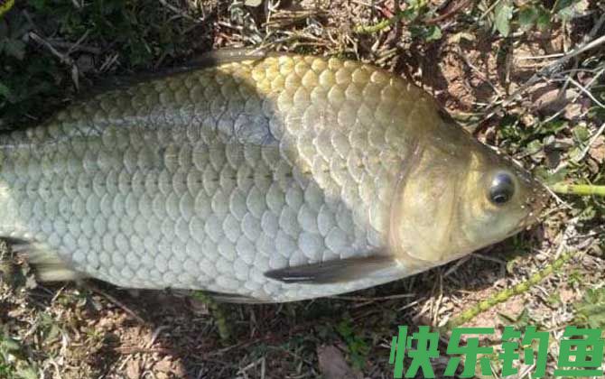 夏天钓鲫鱼怎么选钓点？