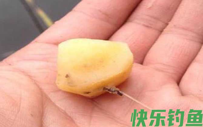 什么季节用红薯钓鱼效果好?