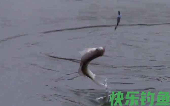 一天中钓白条的最佳时间