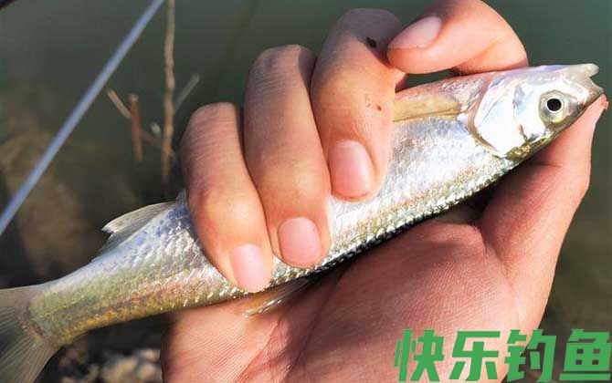 钓白条鱼什么时候提竿？