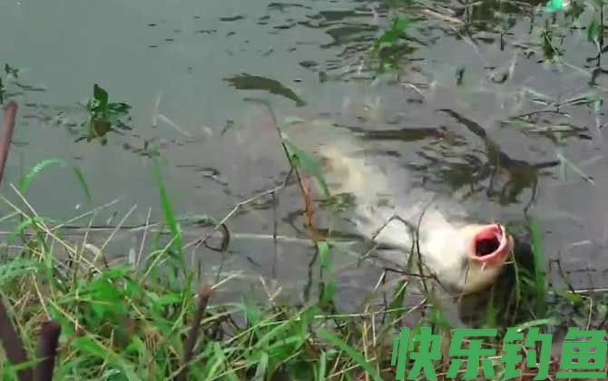 夏季钓鱼水草太多怎么处理？