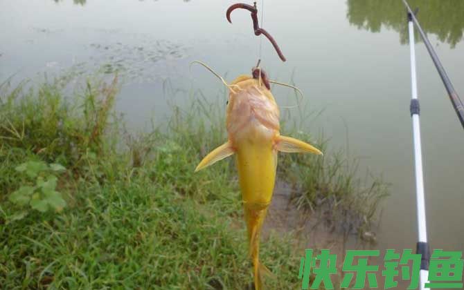 野钓调漂调几钓几最好？
