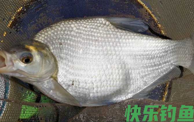 气压1015适合钓鱼吗？