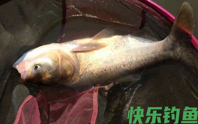 黑坑钓鲢鳙什么时间最好？
