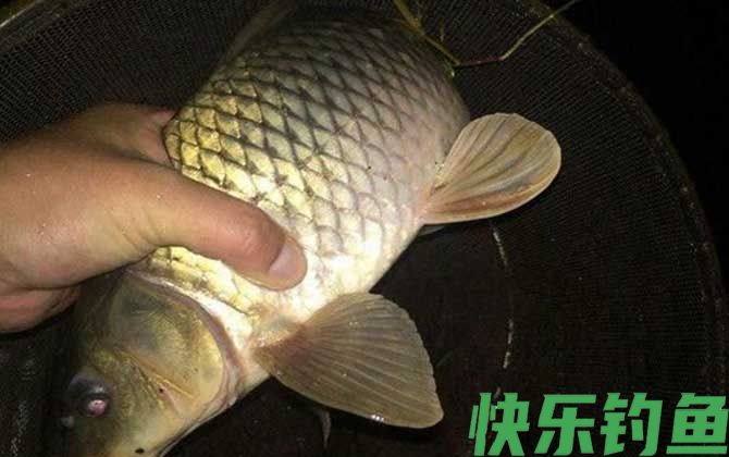 夜钓技巧全攻略及注意事项