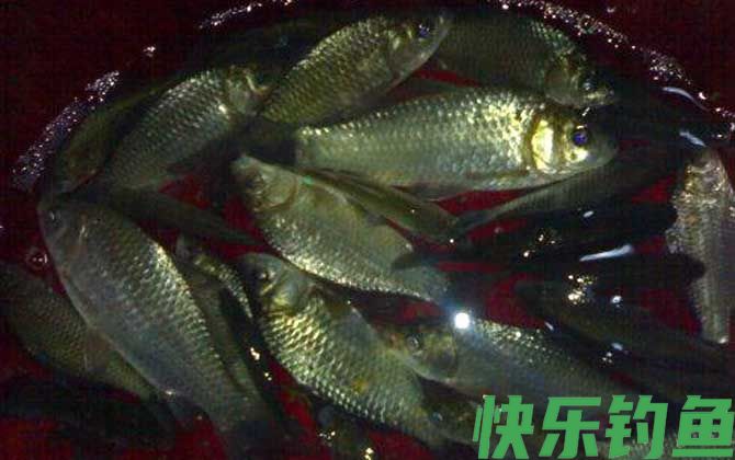 水库钓鲫鱼调几目钓几目？