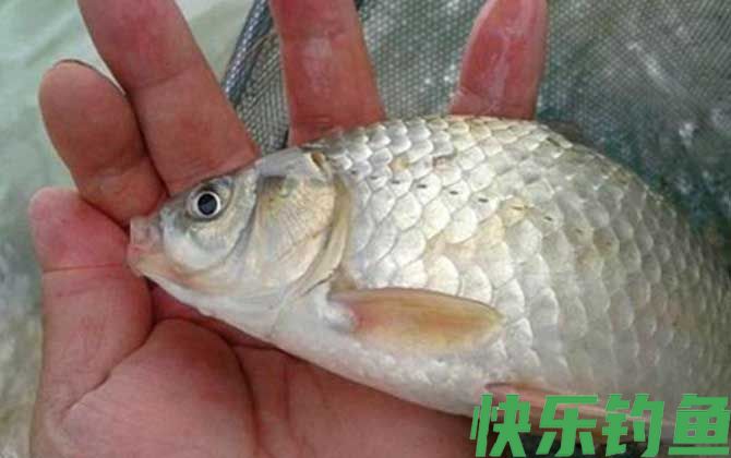 鲫鱼