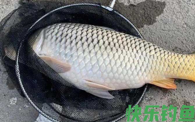 野钓鲤鱼