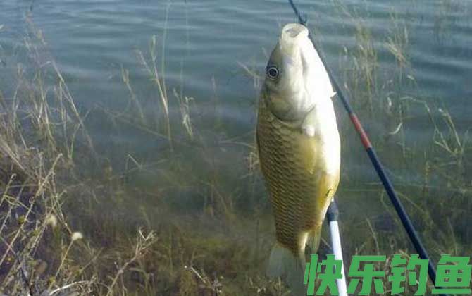春季钓鲫鱼