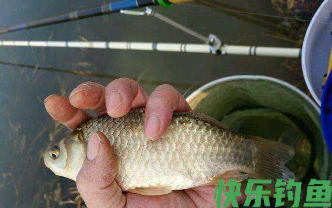 春季钓鲫鱼