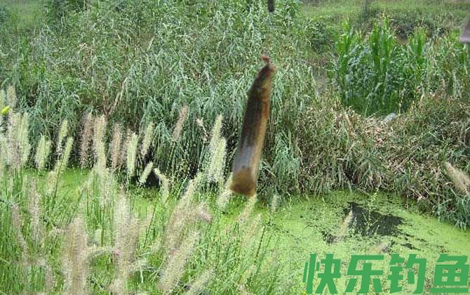 泥鳅钓鱼