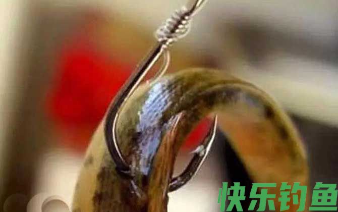 泥鳅钓鱼