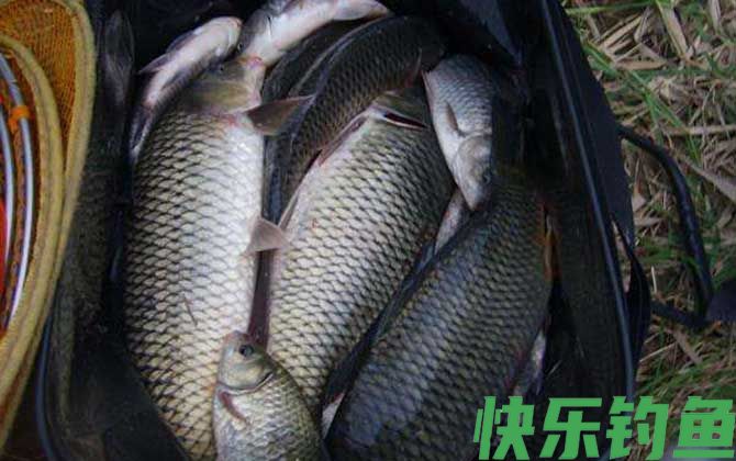 钓鲤鱼