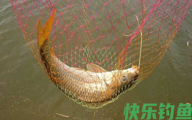 钓鲤鱼