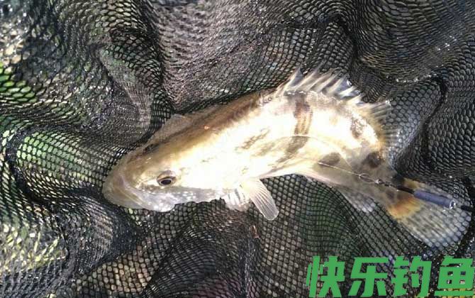 鳜鱼