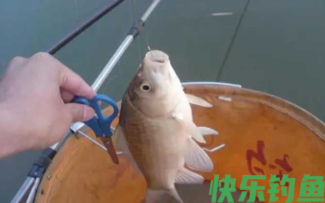 冬季钓鲫鱼
