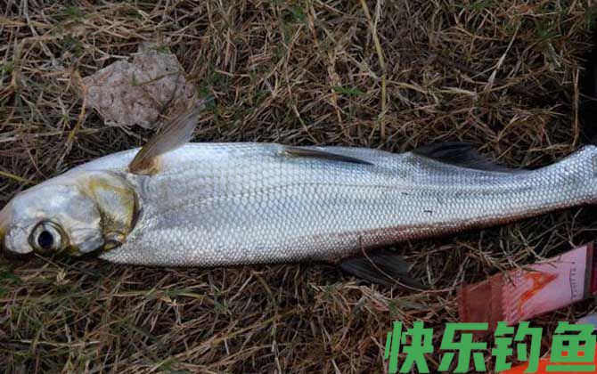 翘嘴