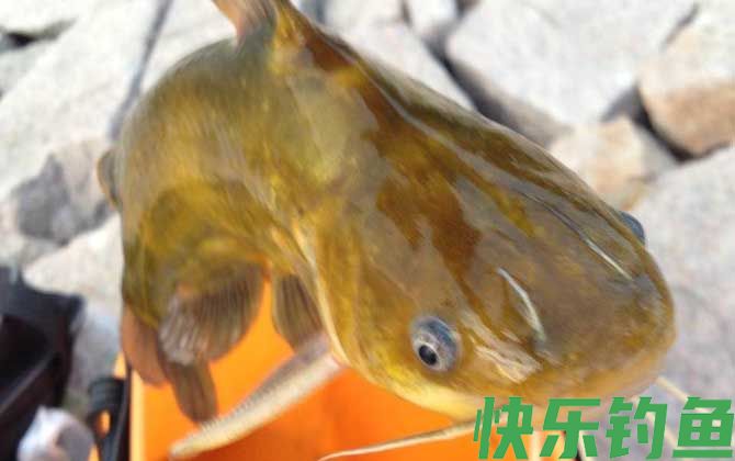 黄颡鱼