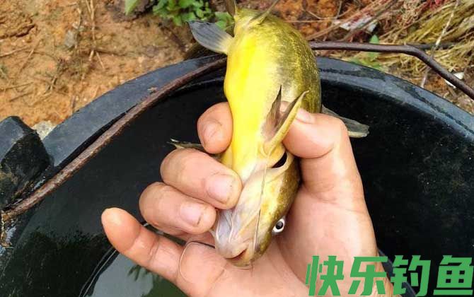 昂刺鱼