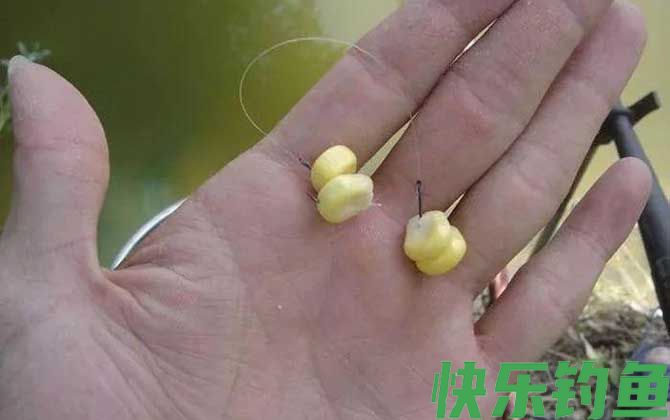 玉米粒