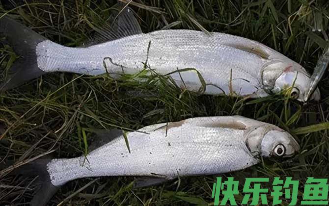 手竿钓翘嘴