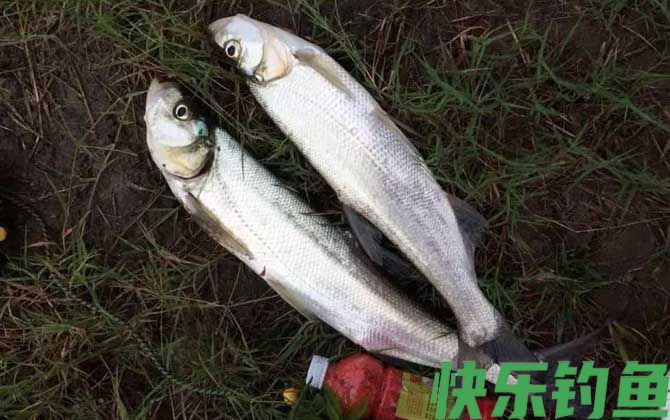 手竿钓翘嘴