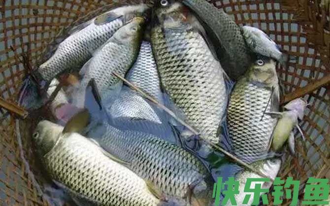 鲫鱼