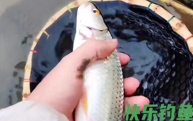 红眼鱼