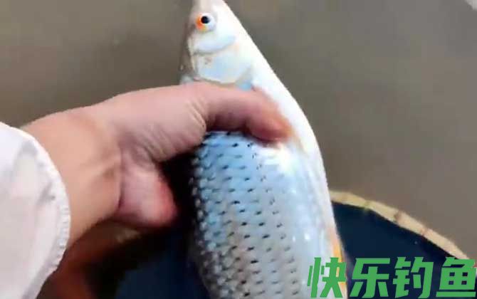 红眼鱼